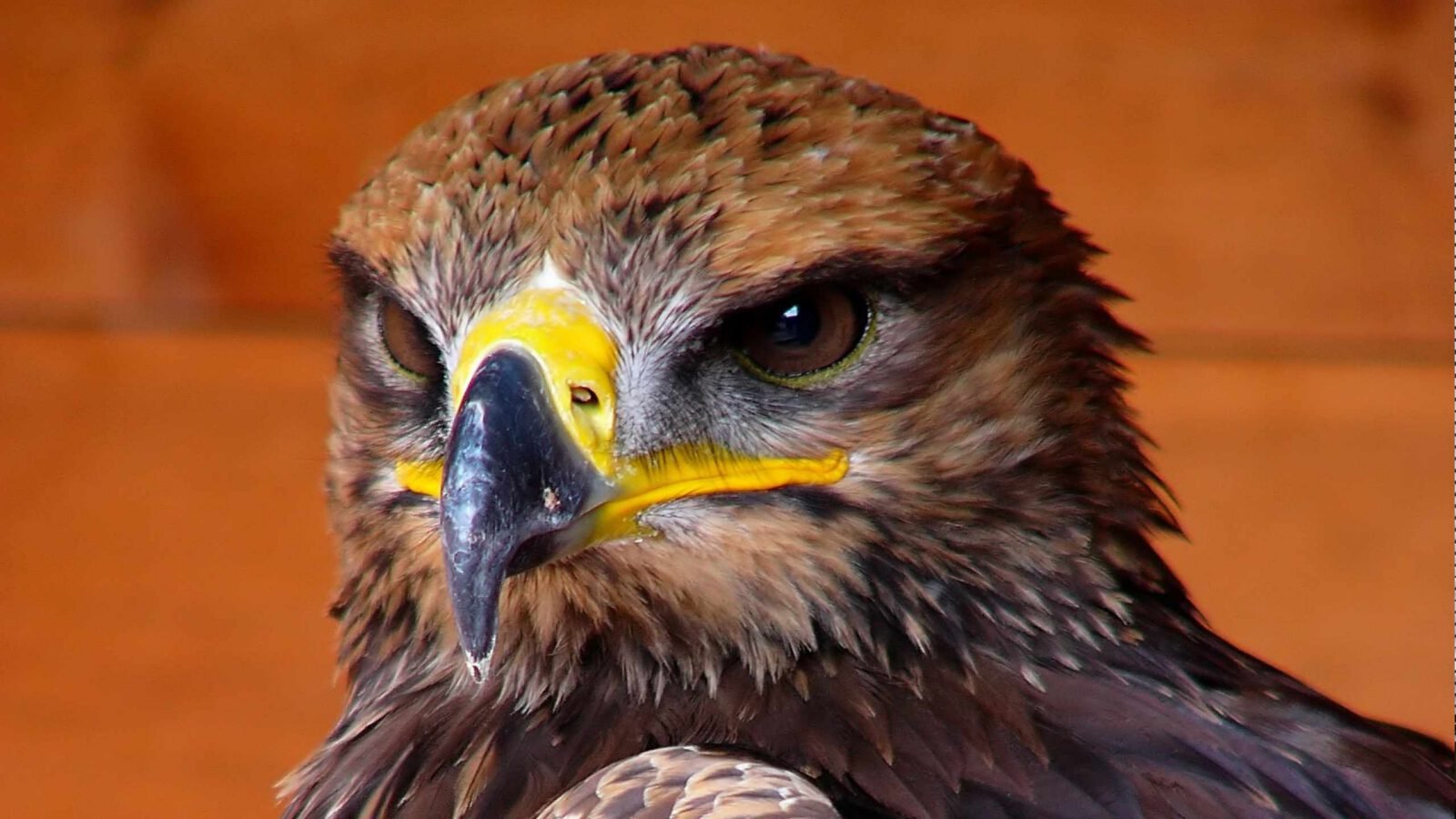Head of an Eagle showing its keen eyes.