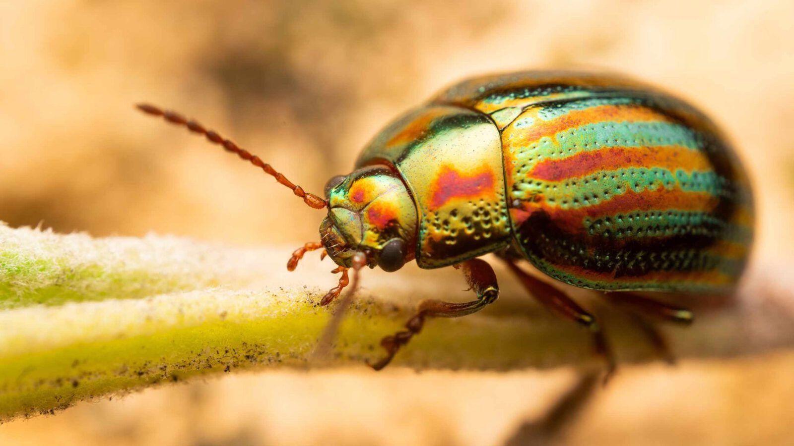 An iridescent beetle on a stem